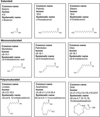 The Role of Lipid Metabolism in T Lymphocyte Differentiation and Survival